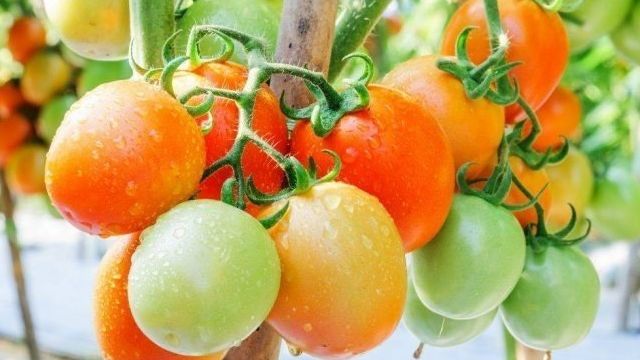 О томате Вспышка: описание сорта, характеристики помидоров, посев