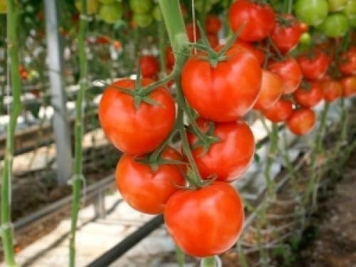 Индетерминантные томаты в открытом грунте