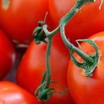 Удивительный сорт томата «Ультраскороспелый» F1: характеристика и описание раннеспелого парникового вида помидор, фото спелых плодов