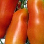 Удивительный томат необычной формы