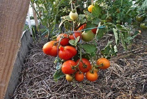 Сорт томатов клуша