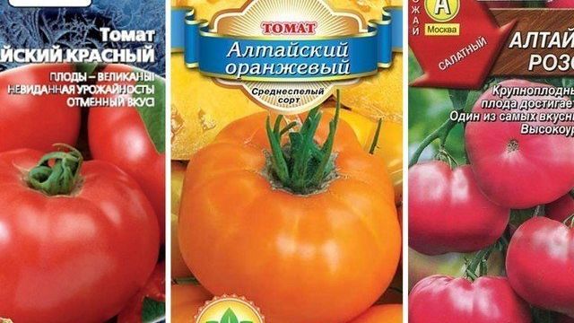 Урожайная красота на любой вкус — томат Алтайский красный, розовый, оранжевый