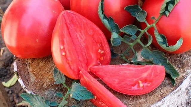 Томат "Вельможа": характеристика и описание сорта помидор с фото