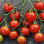 Выбор лучших сортов томата для Подмосковья