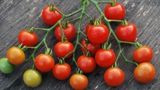 Выбор лучших сортов томата для Подмосковья