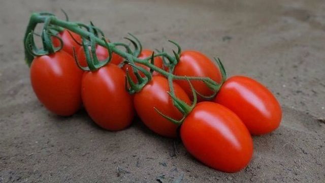 Выращиваем крупные, неприхотливые помидоры сорта «Сибирская тройка»