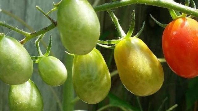 Как вырастить помидоры в открытом грунте в Сибири
