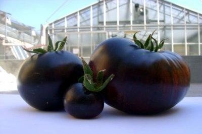 Гмо помидоры черные