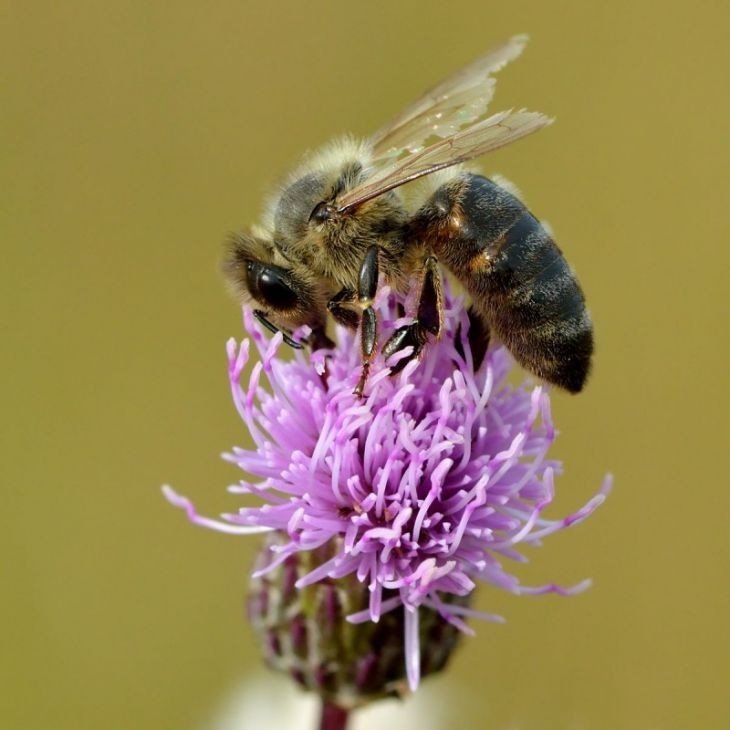 Чертополох цветет пчела