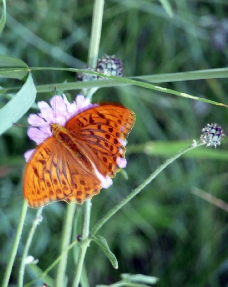 Оранжевая бабочка перламутровка