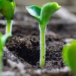 «33 несчастья» кабачков: проблемы выращивания — от всходов до гниения плодов