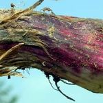 Болезни чеснока: как не загубить урожай