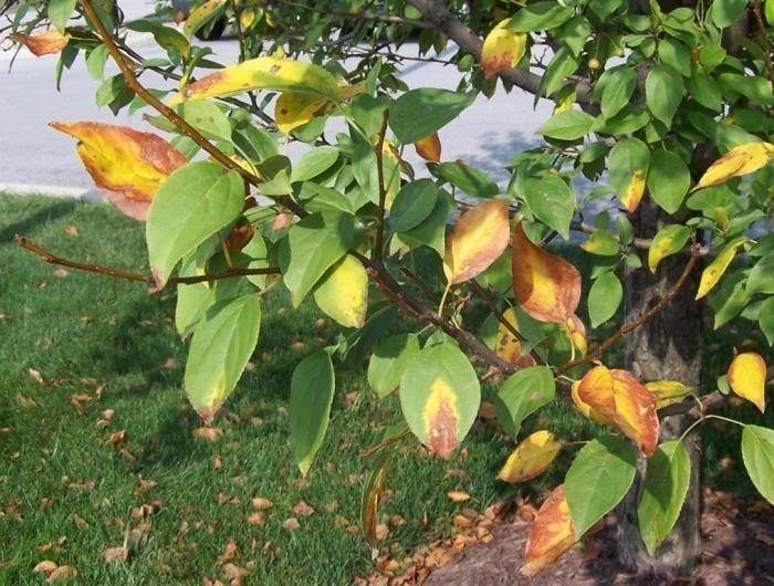 Хлороз листьев груши