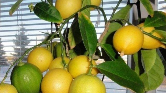 Болезни лимона домашнего