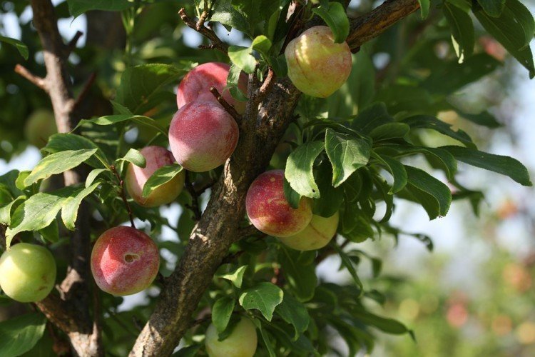 Плодовое дерево персик киевский