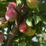 Болезни плодовых деревьев, заболевания садовых фруктовых деревьев
