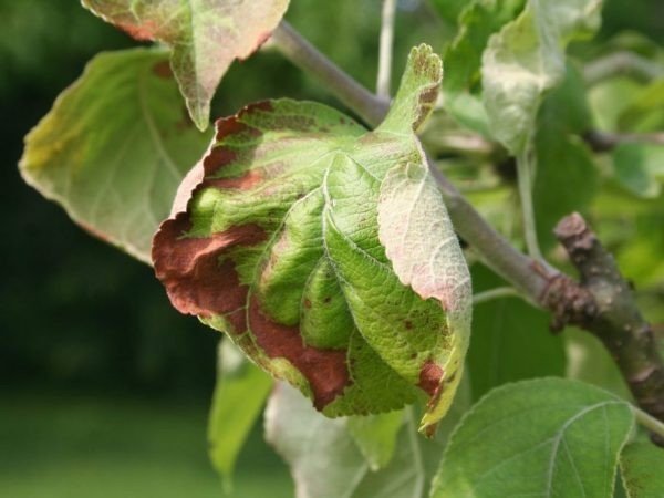 Коричневые пятна на листьях яблони