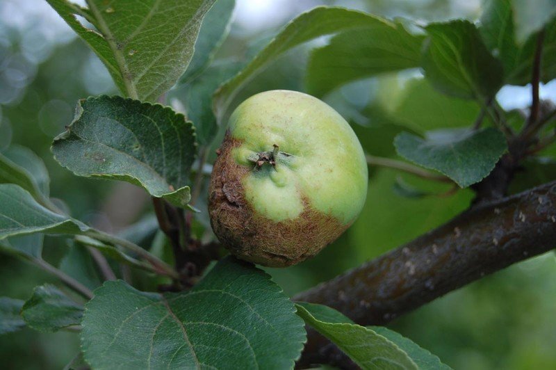 Парша монилиоз яблони