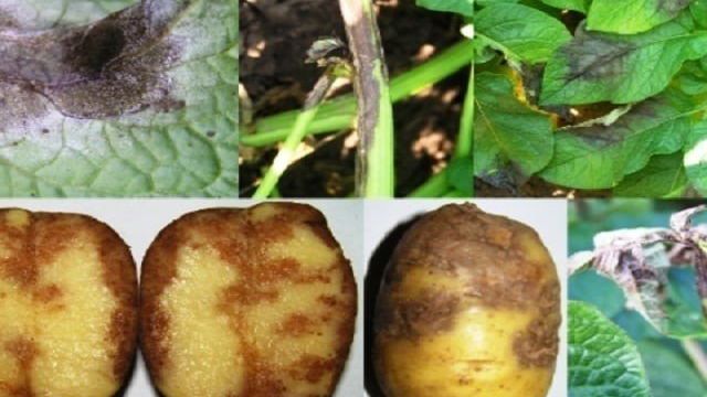 Что такое фитофтороз картофеля: описание болезни и методы лечения