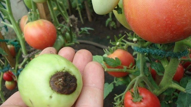 Как быстро помочь помидорам, если они чернеют
