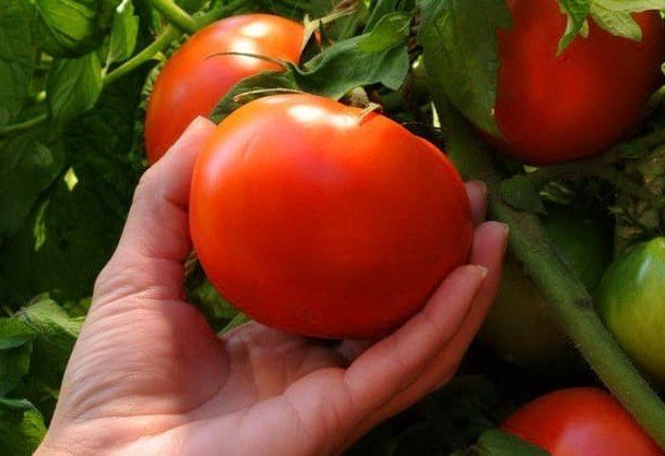 Суперурожайные сорта томатов