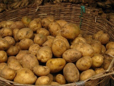 Сорт картофеля павлодарская