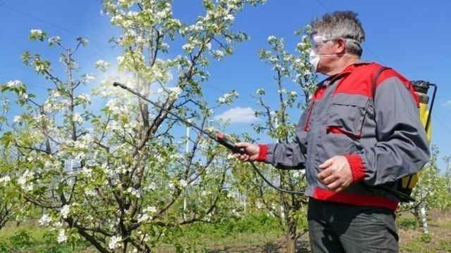 Как избавиться от парши на груше и яблоне