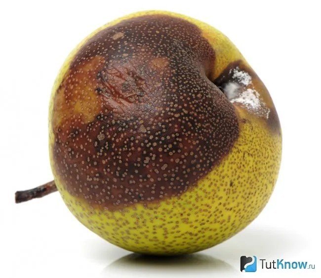 Плодовая гниль монилиоз груши