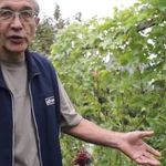 Как мы защищаем виноград: от оидиума, милдью, ос и мышей