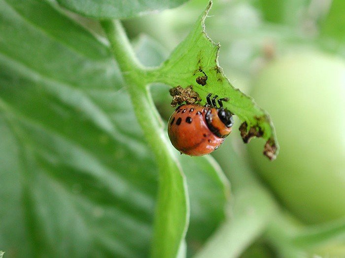 Колорадский жук на томатах