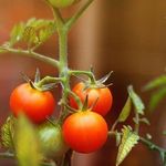 Как распознать основные болезни томатов и определить, что растения атакуют вредители