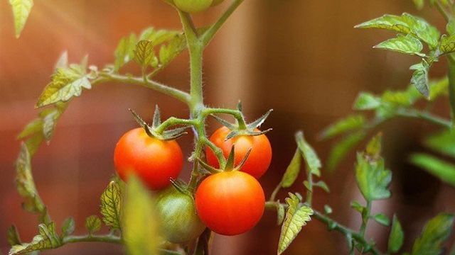 Болезни томатов и вредители: описание с фотографиями и способы лечения помидор