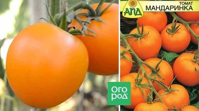 Сорт томата апельсин