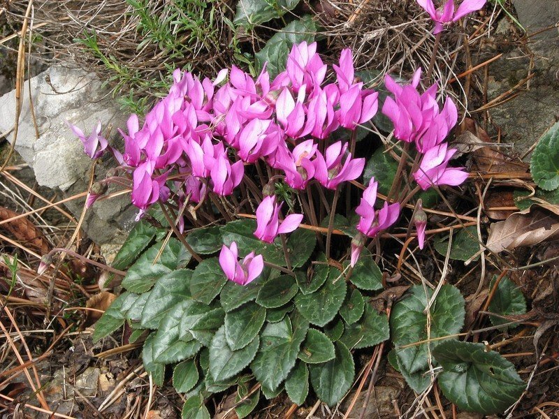 Альпийская фиалка cyclamen purpurascens