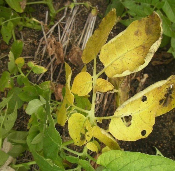 Желтые листья на картофеле