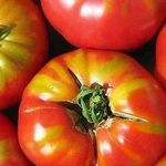 Почему помидоры не краснеют у плодоножки и что предпринять?