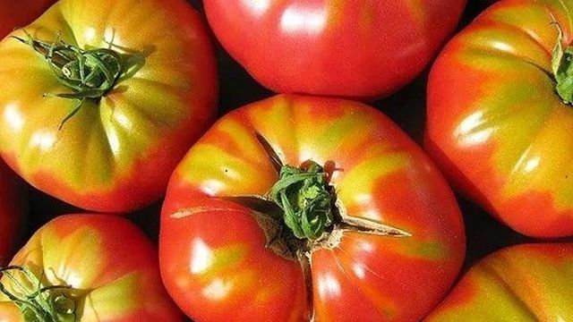 Почему помидоры не краснеют у плодоножки и что предпринять?