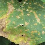 Почему появляются ржавые пятна на листьях огурцов и как с ними бороться