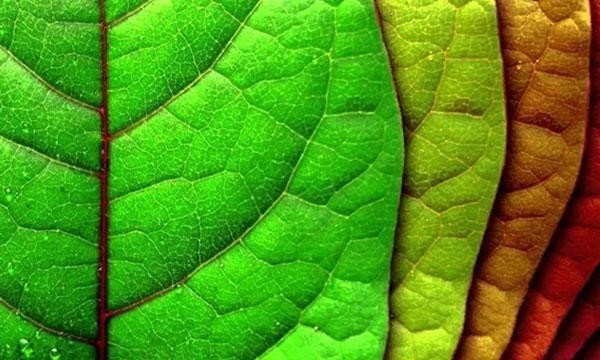 Фон светло зеленый лист макро