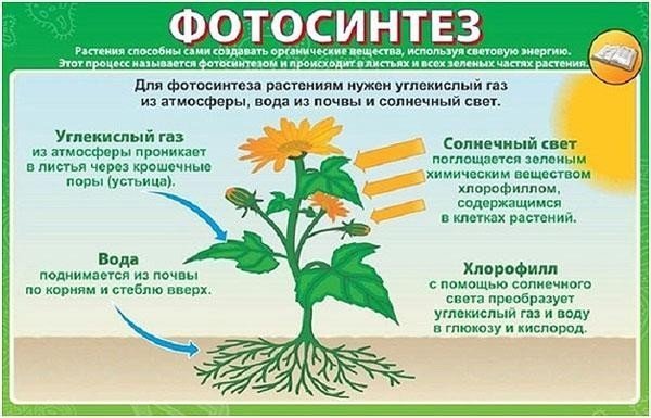 Воздушное питание растений фотосинтез
