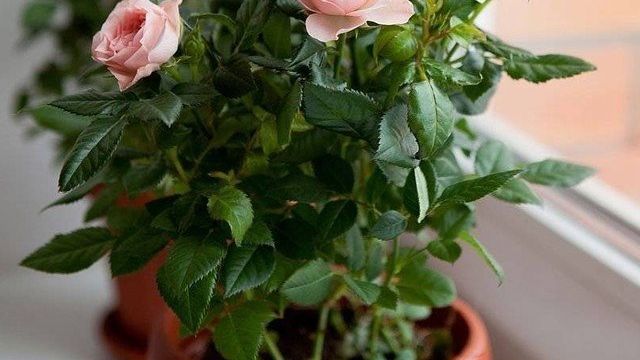 Почему желтеют листья у комнатной розы в домашних условиях