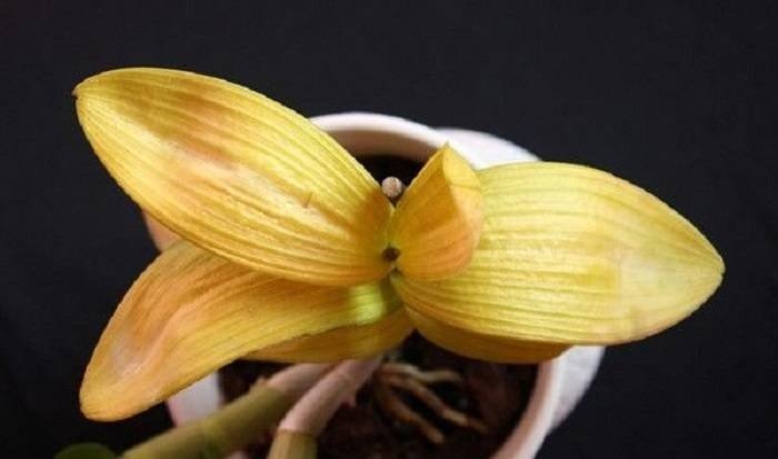 Орхидея дендробиум пожелтели листья