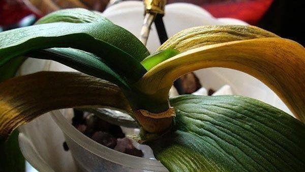 Орхидея фаленопсис вянут листья