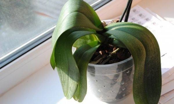 Орхидея фаленопсис завядающее