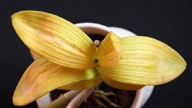 Желтеют листья у орхидеи – почему и что делать в этой ситуации?