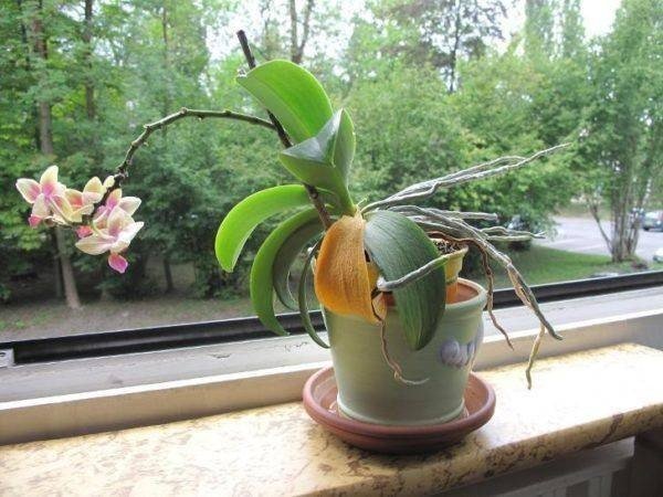 Серая гниль орхидей фаленопсис