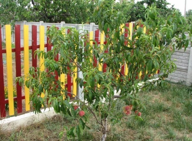 Обработка персикового сада