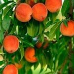 Обработка персиков весной от вредителей. Чем обработать персик весной от болезней и вредителей?