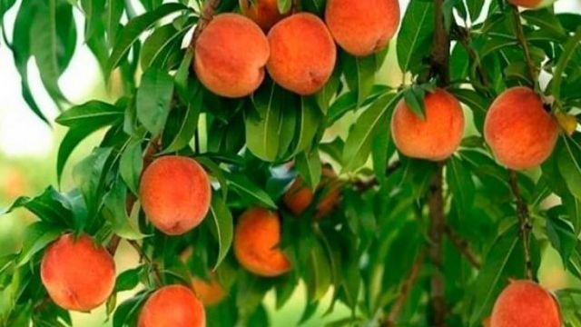 Когда и чем обработать персик от болезней и вредителей