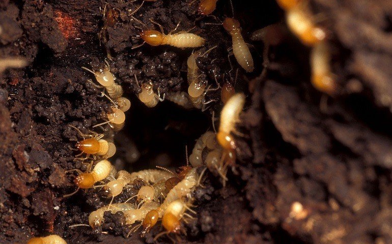 Formosan subterranean termite